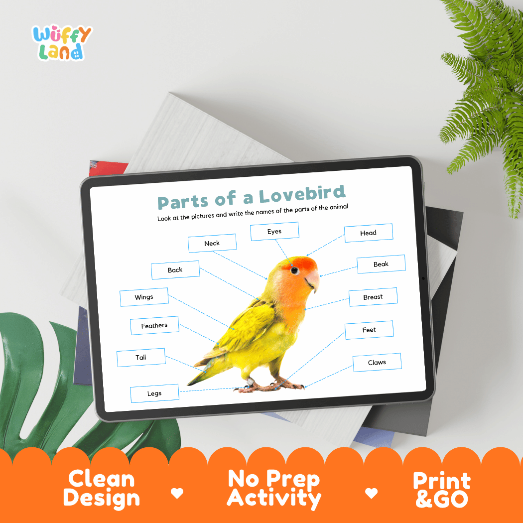Hands-on lovebird anatomy cut and paste worksheet with printable word tags, callout pointer lines, and scissors graphic