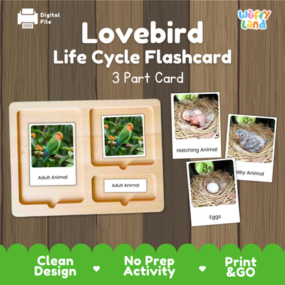 Lovebird Life Cycle Flashcard 3 Part Cards Science Activity Printable