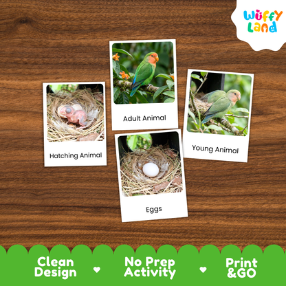 Four educational animal identification cards displayed on a brown wood-grain background. The cards feature labeled photos of a hatching animal, adult animal, young animal, and eggs.