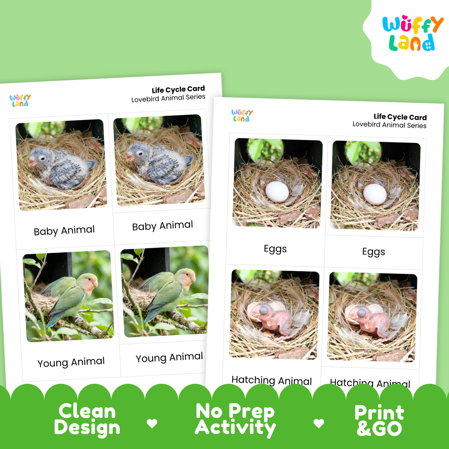 Two printed educational activity cards for learning about lovebird life cycle, displayed on a light green background with a green decorative footer. The cards feature labeled photos of baby animals, eggs, and young animals in nests.