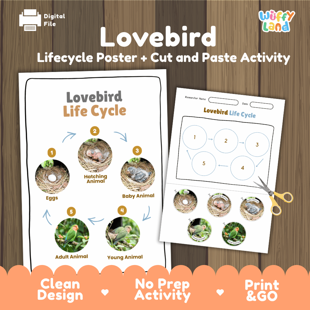 Lovebird Life Cycle Poster and Cut and Paste Worksheet Activity