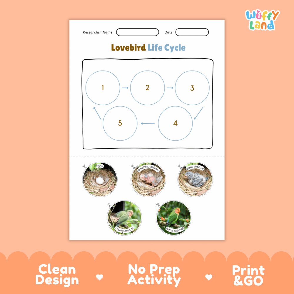Lovebird Life Cycle Poster and Cut and Paste Worksheet Activity