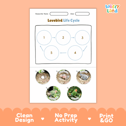 Lovebird Life Cycle Poster and Cut and Paste Worksheet Activity