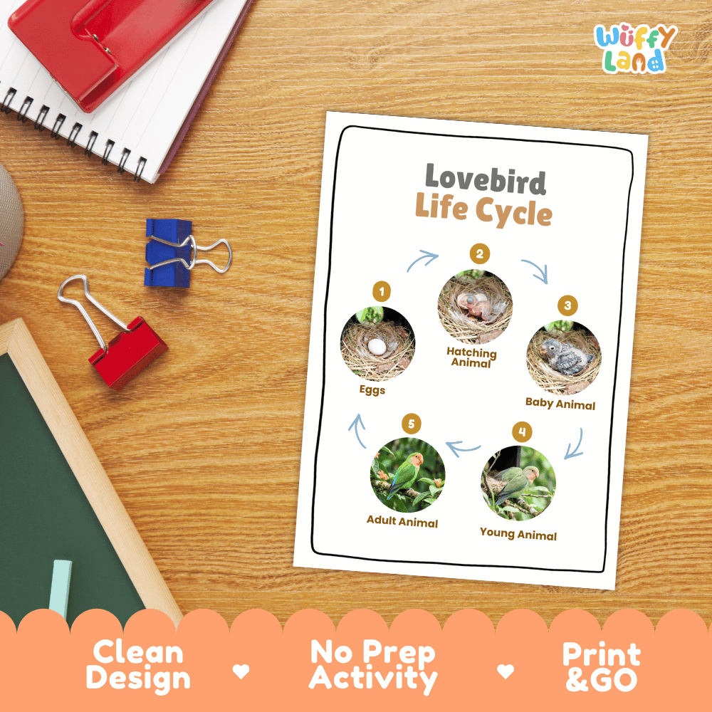 Lovebird Life Cycle Poster and Cut and Paste Worksheet Activity