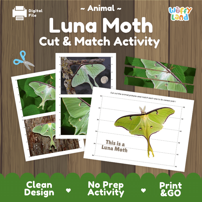 Luna Moth Cut and Match Activity Printables Worksheets