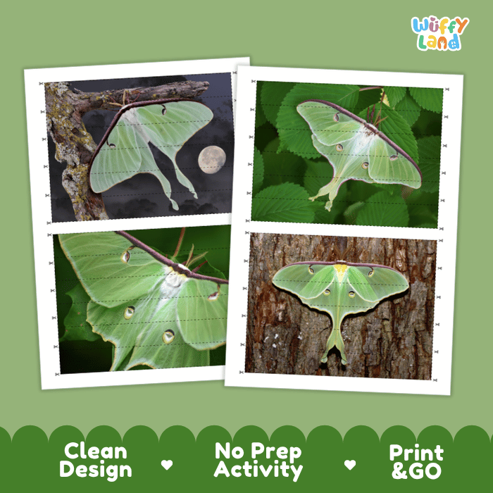 Luna Moth Cut and Match Activity Printables Worksheets