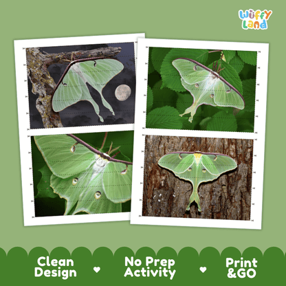 Luna Moth Cut and Match Activity Printables Worksheets