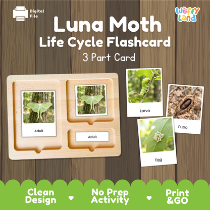 Luna Moth Life Cycle Flashcard 3 Part Cards Science Activity Printable