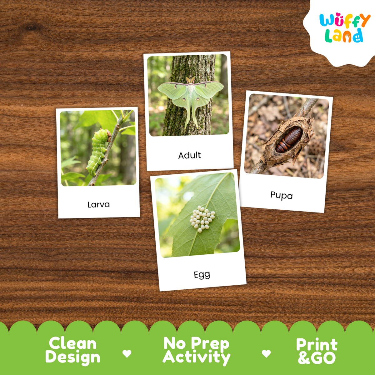 Luna Moth Life Cycle Flashcard 3 Part Cards Science Activity Printable