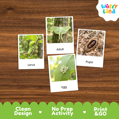 Luna Moth Life Cycle Flashcard 3 Part Cards Science Activity Printable