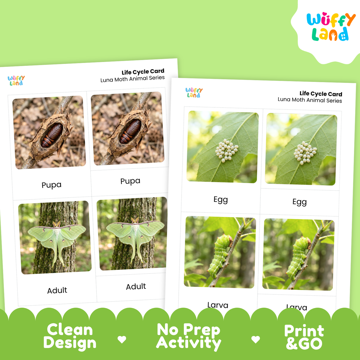 Luna Moth Life Cycle Flashcard 3 Part Cards Science Activity Printable