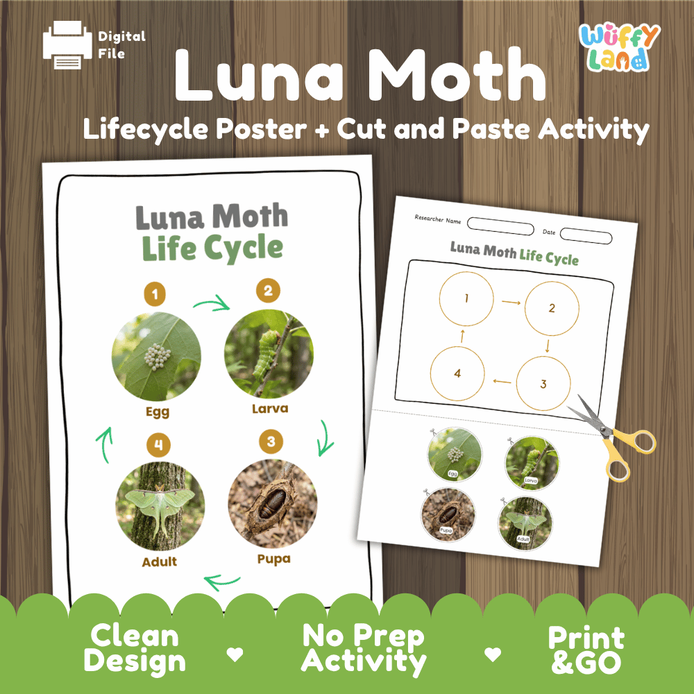 Luna Moth Life Cycle Poster and Cut and Paste Activity Worksheets