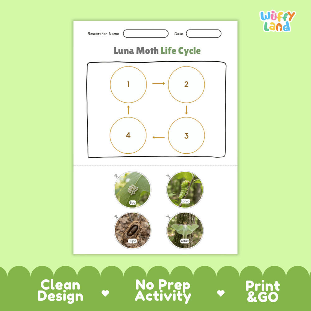 Luna Moth Life Cycle Poster and Cut and Paste Activity Worksheets