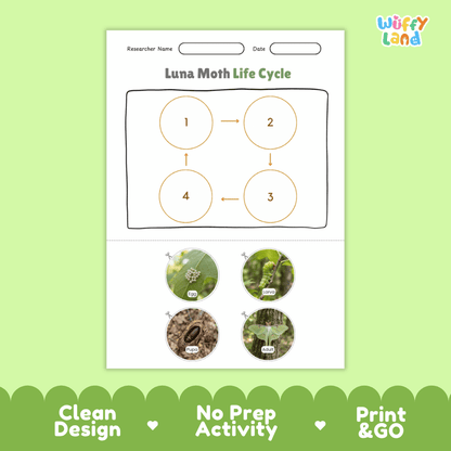 Luna Moth Life Cycle Poster and Cut and Paste Activity Worksheets