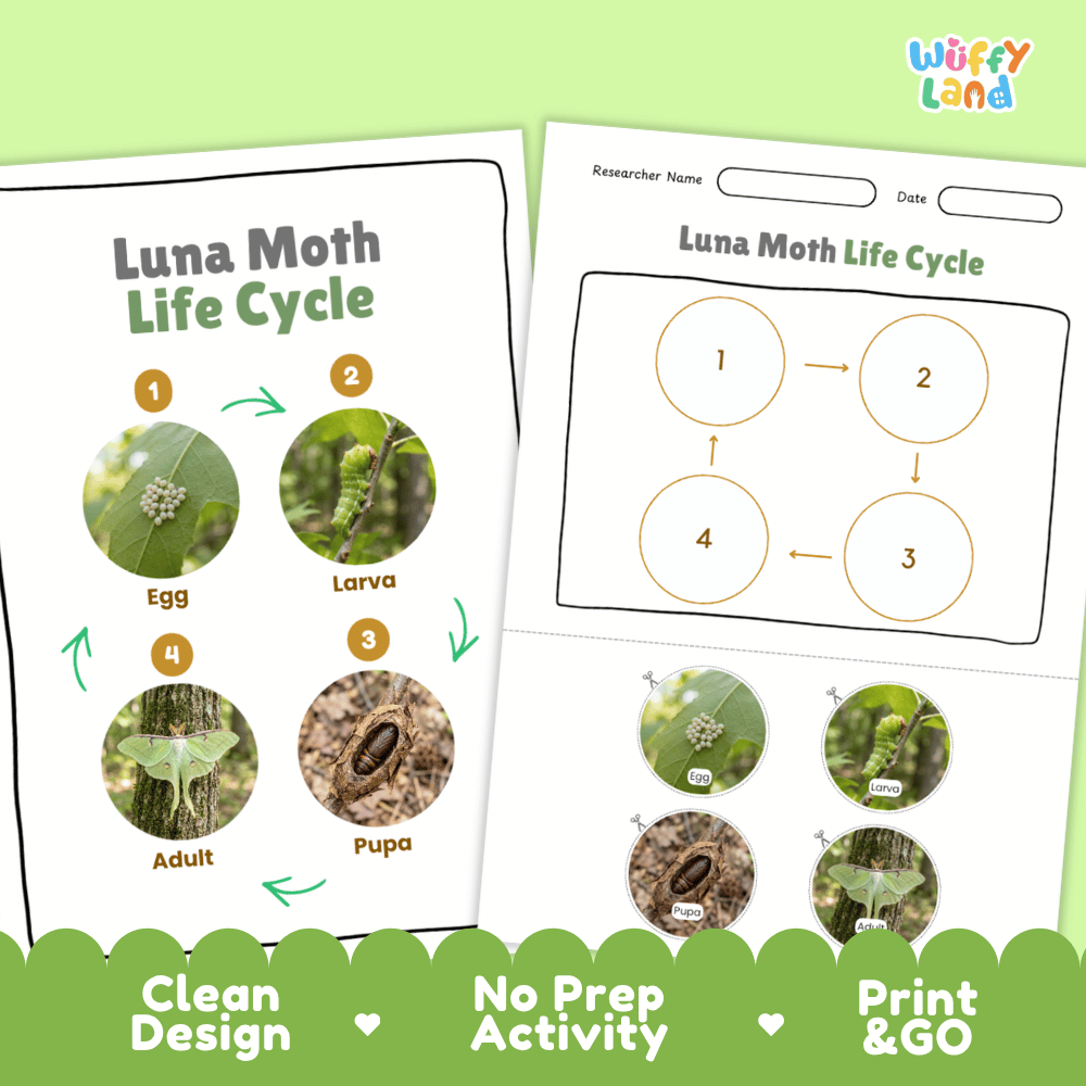 Luna Moth Life Cycle Poster and Cut and Paste Activity Worksheets