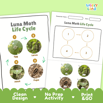 Luna Moth Life Cycle Poster and Cut and Paste Activity Worksheets