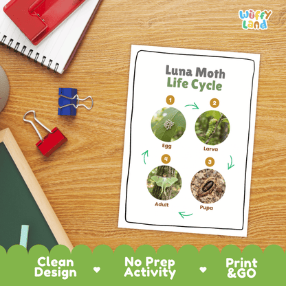 Luna Moth Life Cycle Poster and Cut and Paste Activity Worksheets