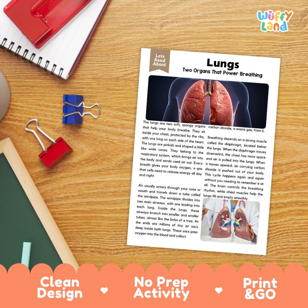 Student reading comprehension worksheet with short-answer questions and lined sections about the human lungs