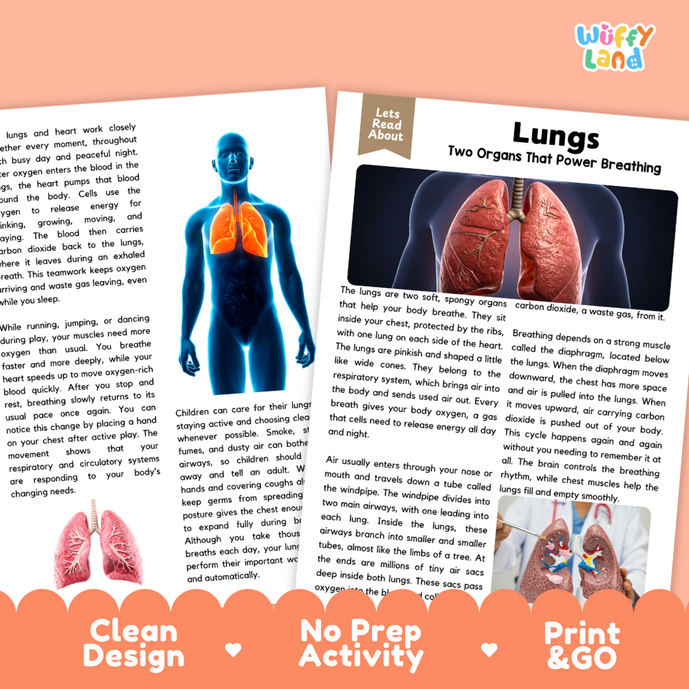 Teacher answer key page showing complete question solutions for Lungs human body reading comprehension practice
