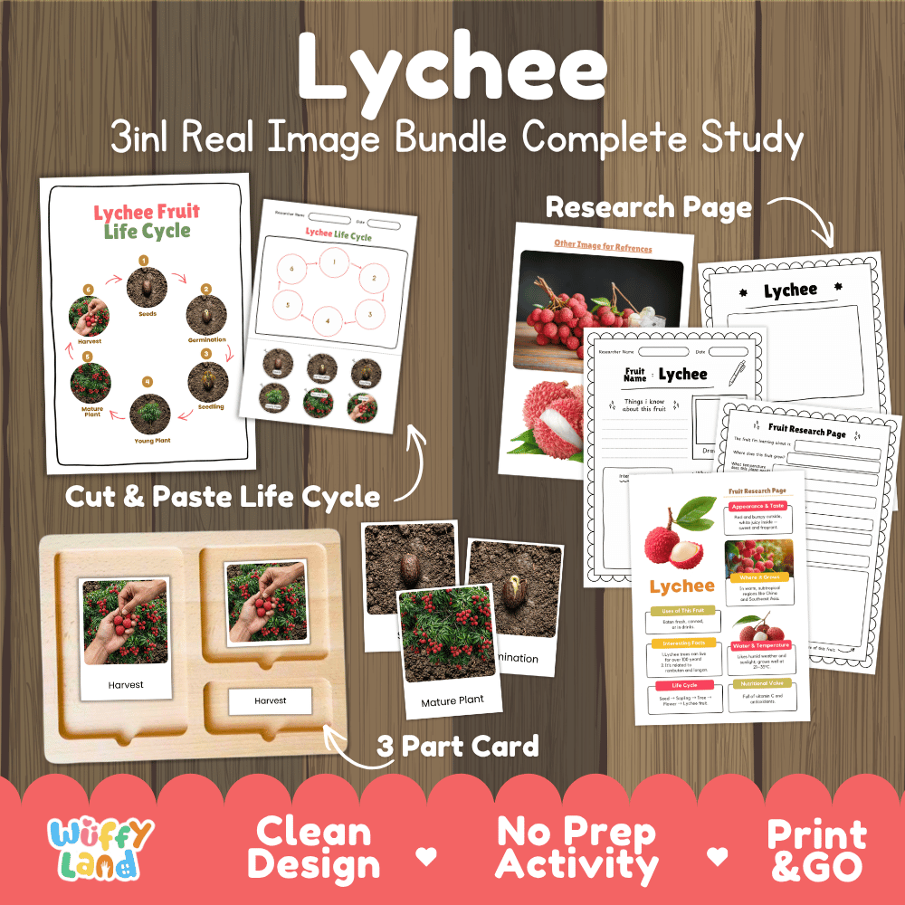Lychee tree life cycle 3in1 real image bundle complete study overview featuring cut and paste worksheets, Montessori 3-part cards, and research pages from Wuffy Land 🍓🌱