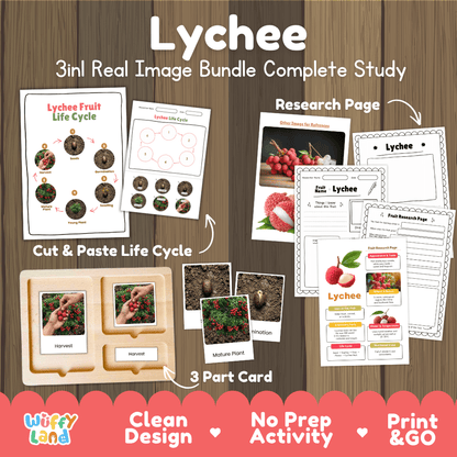 Lychee tree life cycle 3in1 real image bundle complete study overview featuring cut and paste worksheets, Montessori 3-part cards, and research pages from Wuffy Land 🍓🌱