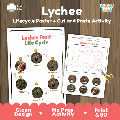 Printable lychee tree 6-stage life cycle cut and paste worksheet with real photographs of seeds, germination, seedling, young plant, mature plant, and harvest ✂️🔄