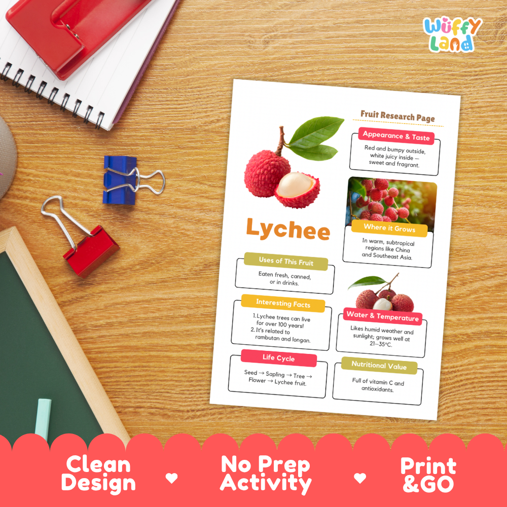 A printed fruit research page about lychee lies on a desk, surrounded by school supplies including a red notebook, binder clips, a pencil, and a ruler. The page has a clean design with a lychee photo, text boxes, and headings.