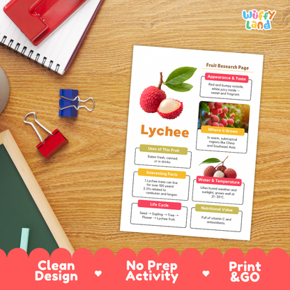 A printed fruit research page about lychee lies on a desk, surrounded by school supplies including a red notebook, binder clips, a pencil, and a ruler. The page has a clean design with a lychee photo, text boxes, and headings.