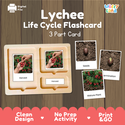 Lychee Life Cycle Flashcards | Montessori 3 Part Cards Science Activity