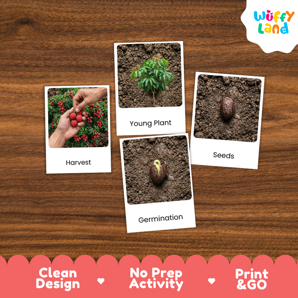 Lychee Life Cycle Flashcards | Montessori 3 Part Cards Science Activity