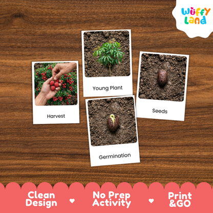 Lychee Life Cycle Flashcards | Montessori 3 Part Cards Science Activity