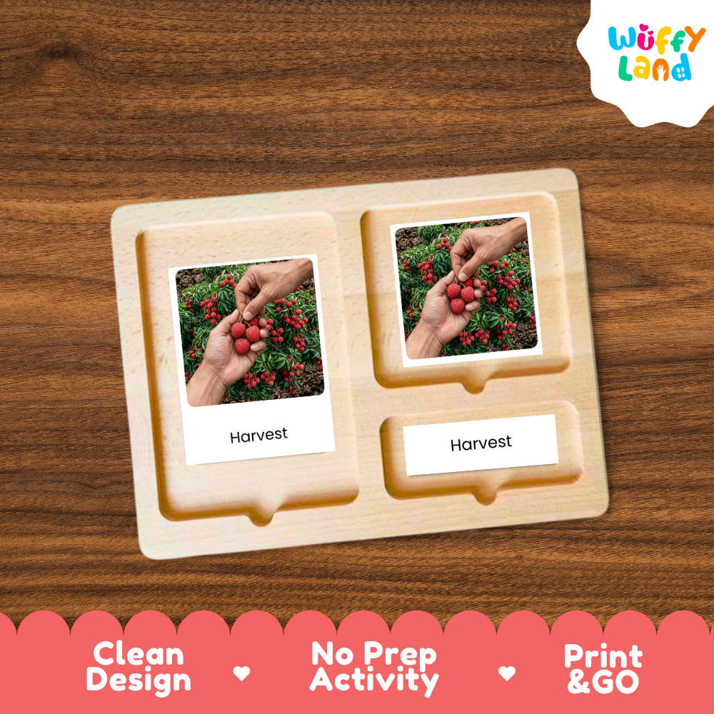 Lychee Life Cycle Flashcards | Montessori 3 Part Cards Science Activity