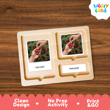 Lychee Life Cycle Flashcards | Montessori 3 Part Cards Science Activity