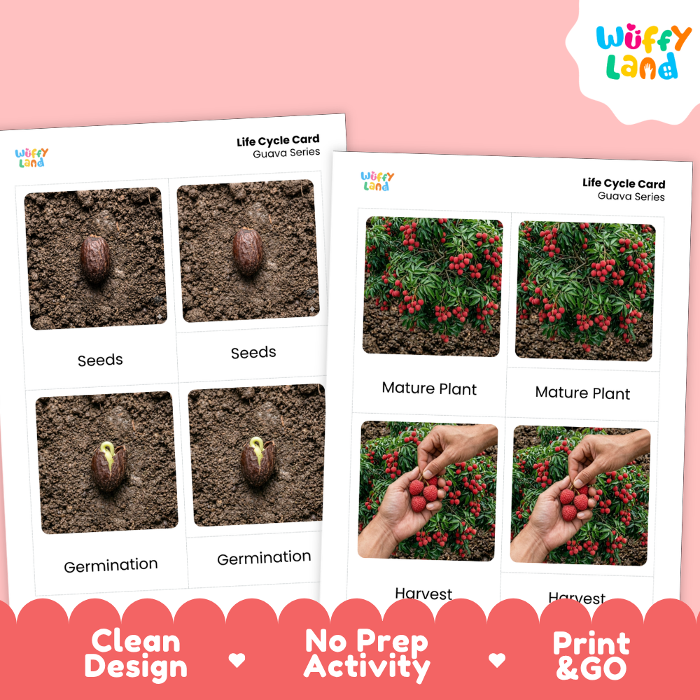 Two printed life cycle cards for guava series shown on a pink background, with the Wiffy Land logo in the top right and promotional text along the bottom. The cards contain labeled photos of seeds, germination, mature plant, and harvest.