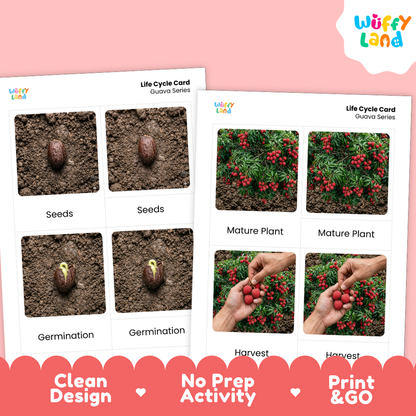 Two printed life cycle cards for guava series shown on a pink background, with the Wiffy Land logo in the top right and promotional text along the bottom. The cards contain labeled photos of seeds, germination, mature plant, and harvest.