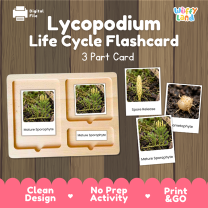 Lycopodium Life Cycle Flashcard set by Wiffy Land, featuring a 3-part wooden card tray and three small reference cards showing spore release, immature sporophyte, and mature sporophyte stages, displayed on a wood-grain background with promotional text.