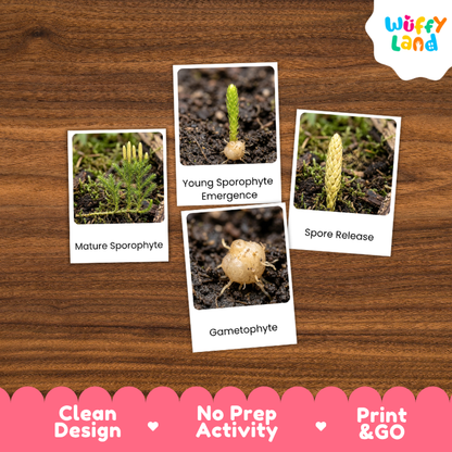 Lycopodium Life Cycle Flashcard 3 Part Card Montessori Science Printable