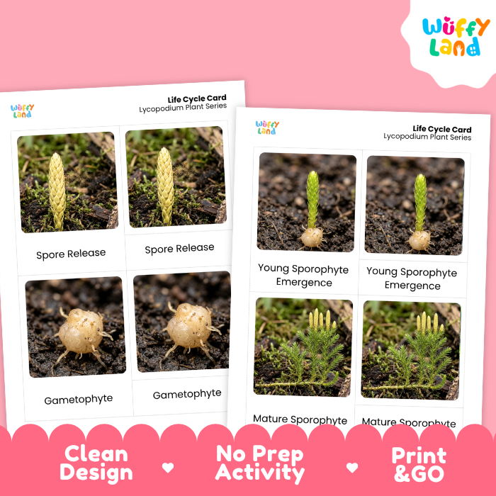 Lycopodium Life Cycle Flashcard 3 Part Card Montessori Science Printable