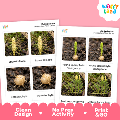 Lycopodium Life Cycle Flashcard 3 Part Card Montessori Science Printable