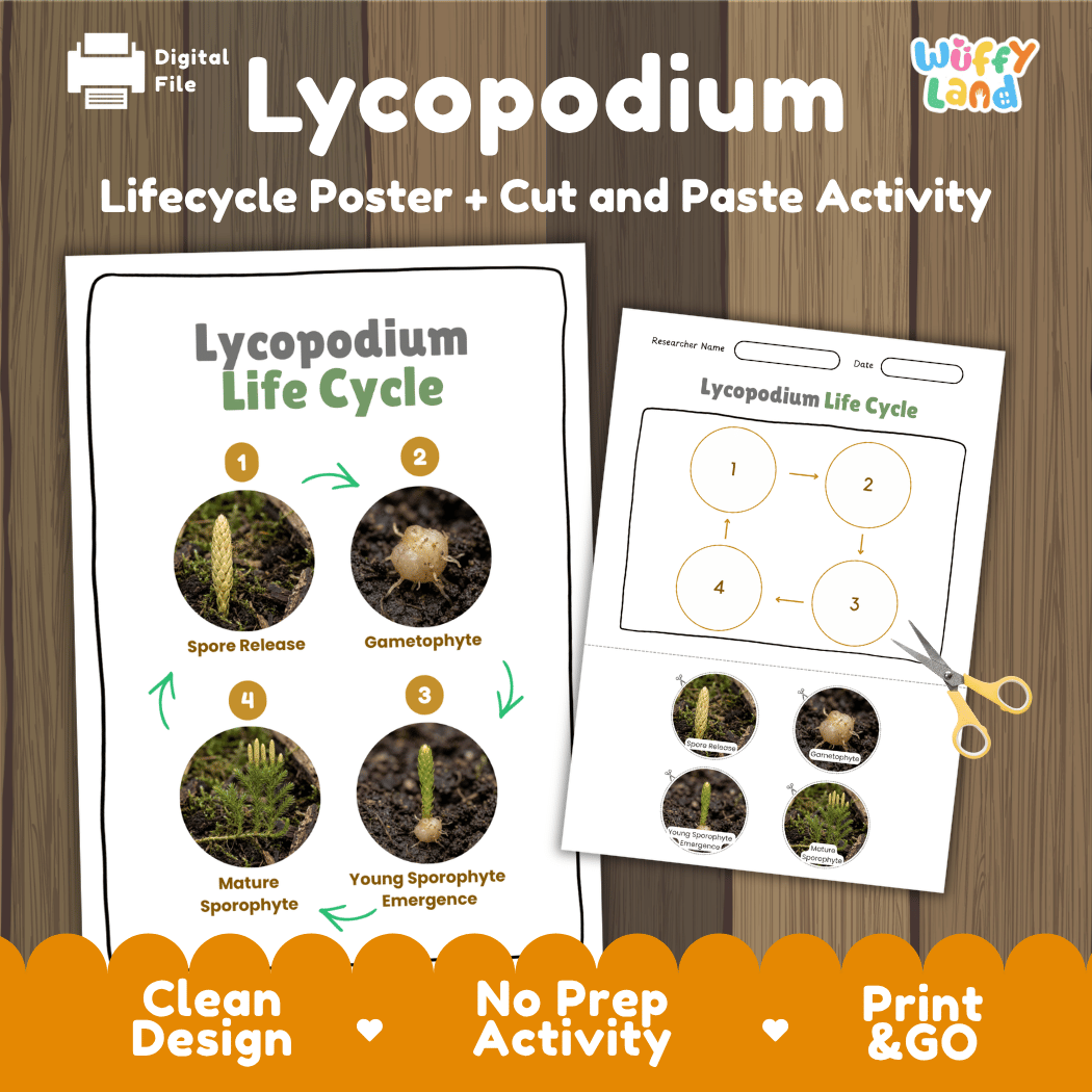 Lycopodium Life Cycle Poster and Cut and Paste Activity Worksheets