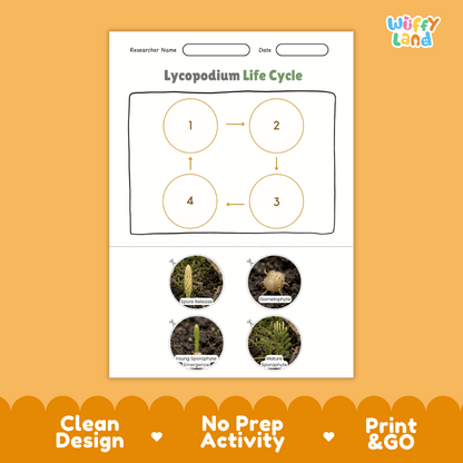 Lycopodium Life Cycle Poster and Cut and Paste Activity Worksheets