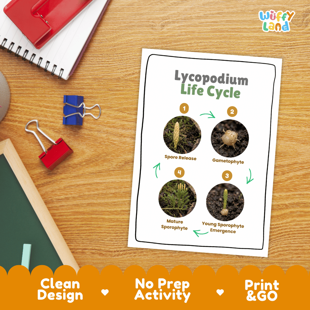 Lycopodium Life Cycle Poster and Cut and Paste Activity Worksheets