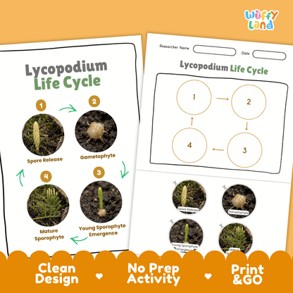 Lycopodium Life Cycle Poster and Cut and Paste Activity Worksheets