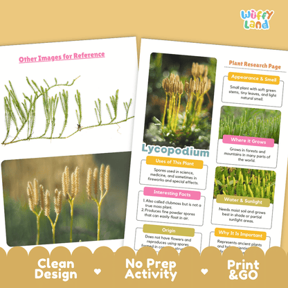 Lycopodium Plant Research Pages and Worksheets