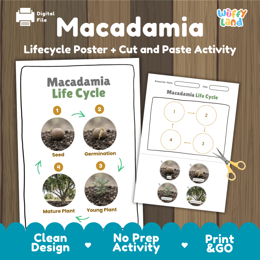 Macadamia Life Cycle Poster and Cut and Paste Activity Worksheets