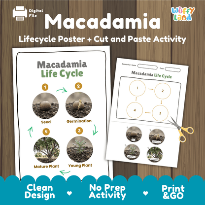 Macadamia Life Cycle Poster and Cut and Paste Activity Worksheets
