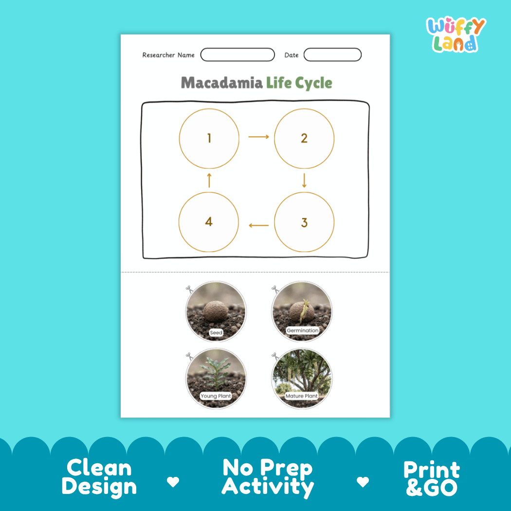 Macadamia Life Cycle Poster and Cut and Paste Activity Worksheets