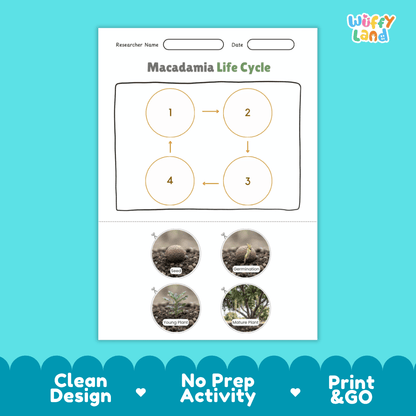 Macadamia Life Cycle Poster and Cut and Paste Activity Worksheets