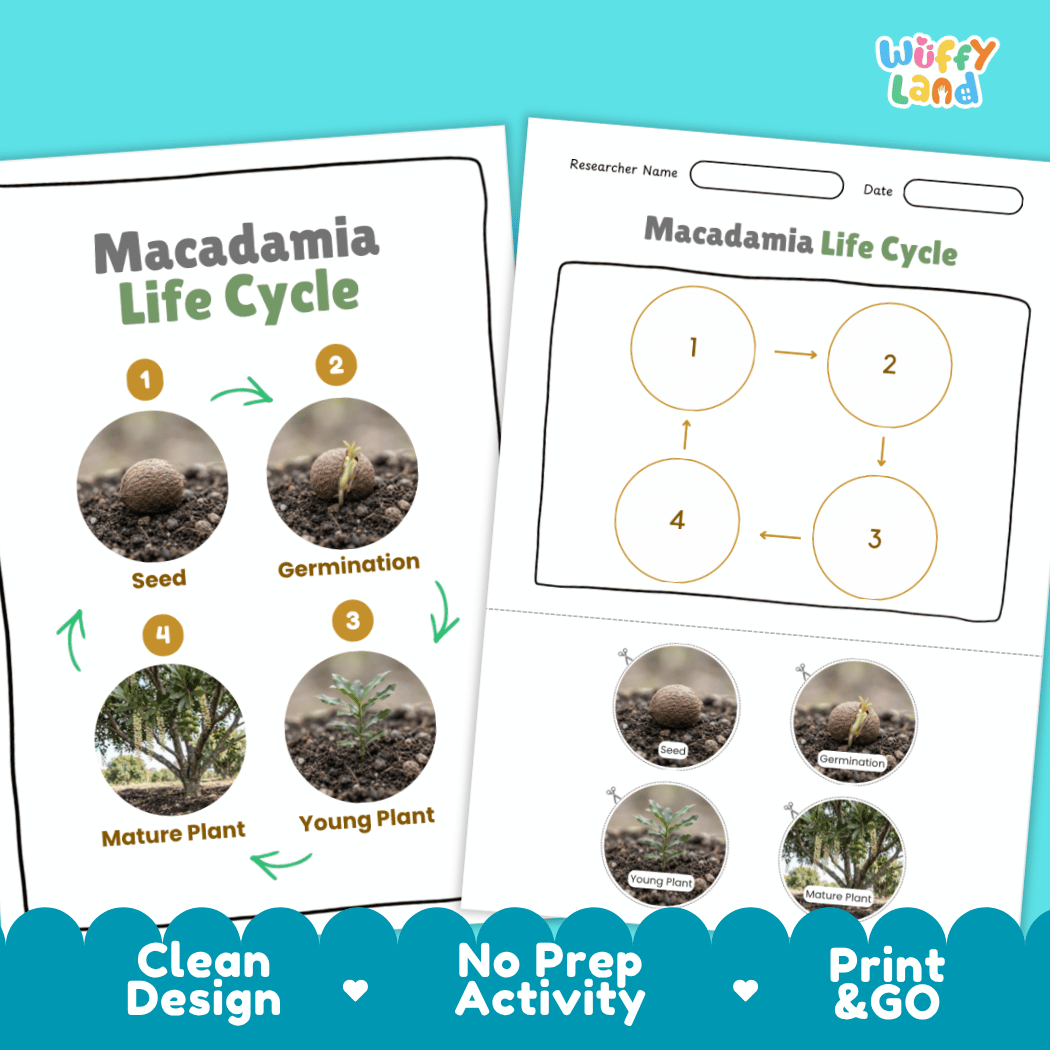 Macadamia Life Cycle Poster and Cut and Paste Activity Worksheets