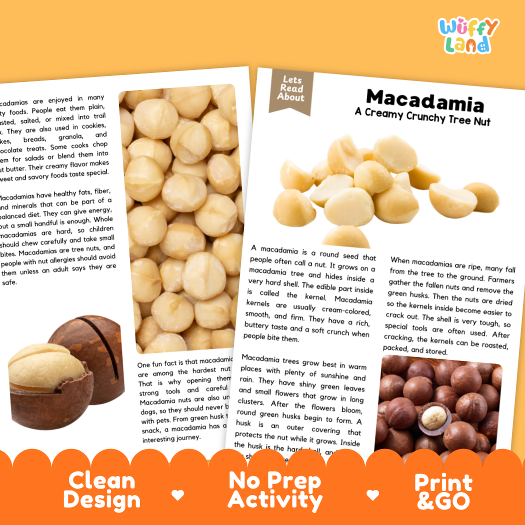 A printed activity sheet titled 'Macadamia A Creamy Crunchy Tree Nut' from the brand 'Wiffly Land'. The sheet features a clean, colorful layout with text, two photos of hands holding macadamia nuts, and three feature badges at the bottom reading 'Clean Design', 'No Prep Activity', and 'Print & GO'.